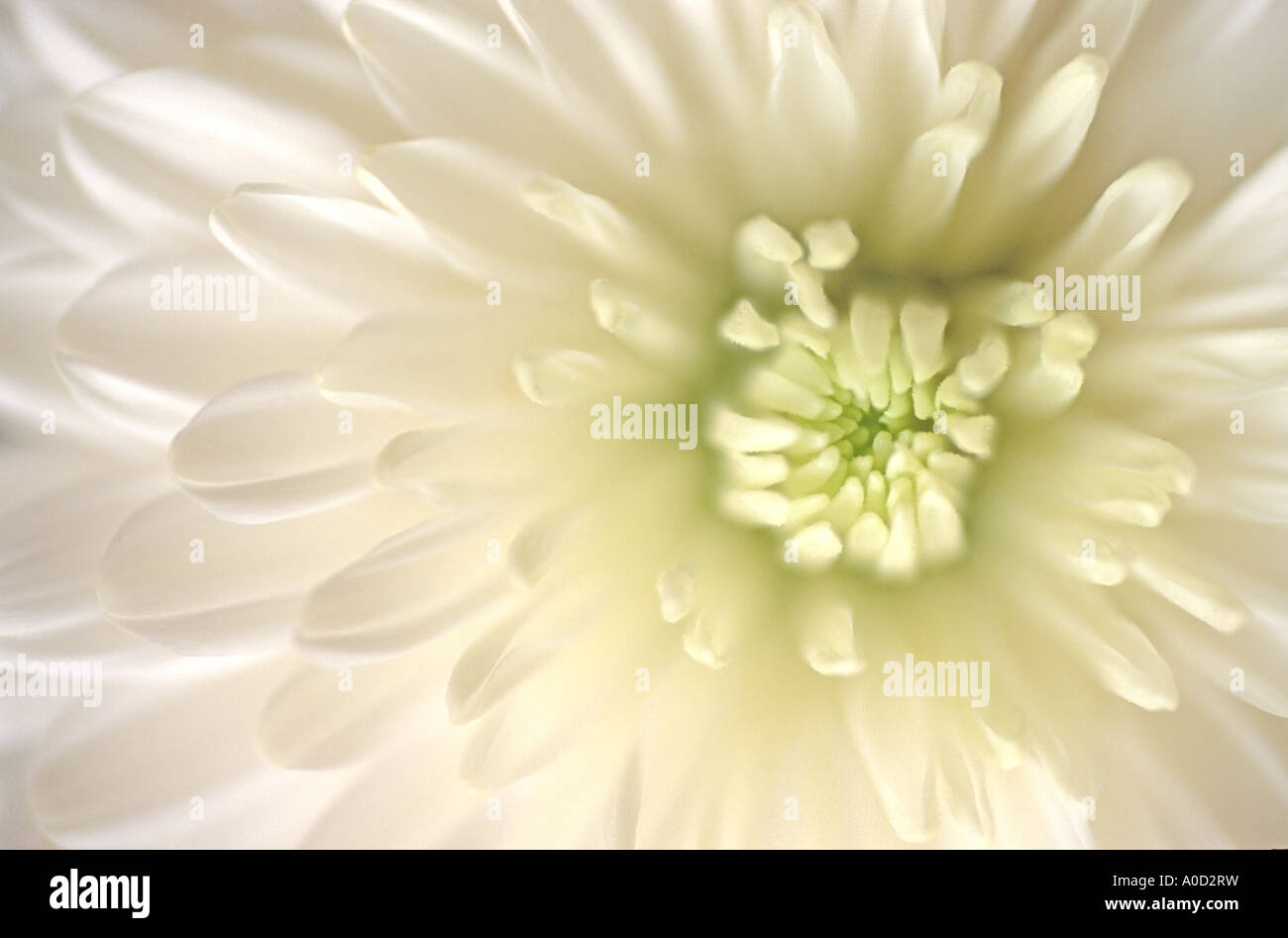 Chrysanthemum hortorum hi-res stock photography and images - Alamy