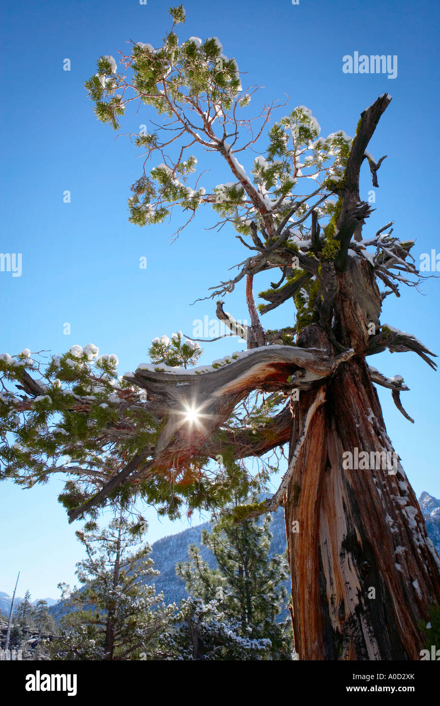 Sun through the tree hi-res stock photography and images - Alamy