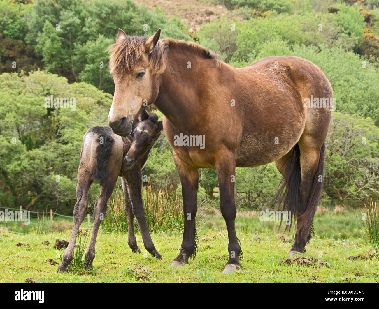 Connemara Pony Mare Connemara Pony Mare