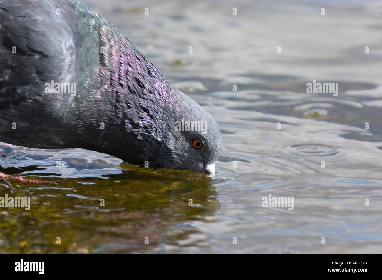 pigeon drinking water columba livia Stock Photo Alamy