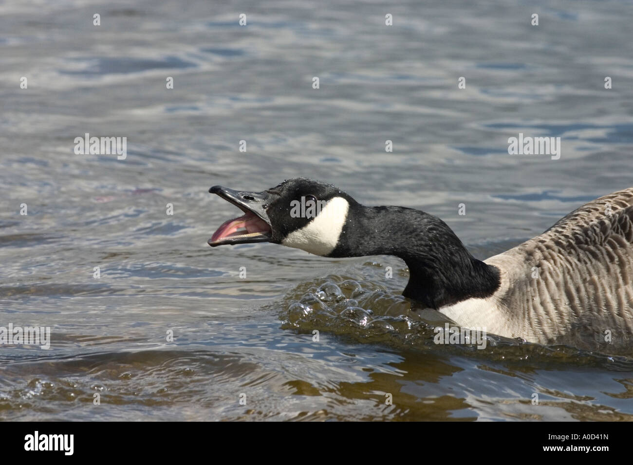 honk an aggressive canada goose makes noise branta canadensis Stock Photo Alamy