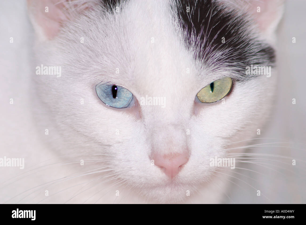 Odd Eyed Cat In Close Up She Has One Blue And One Green Eye Stock Photo Alamy Odd Eyed Cat In Close Up She Has One Blue And One Green Eye Stock Photo Alamy