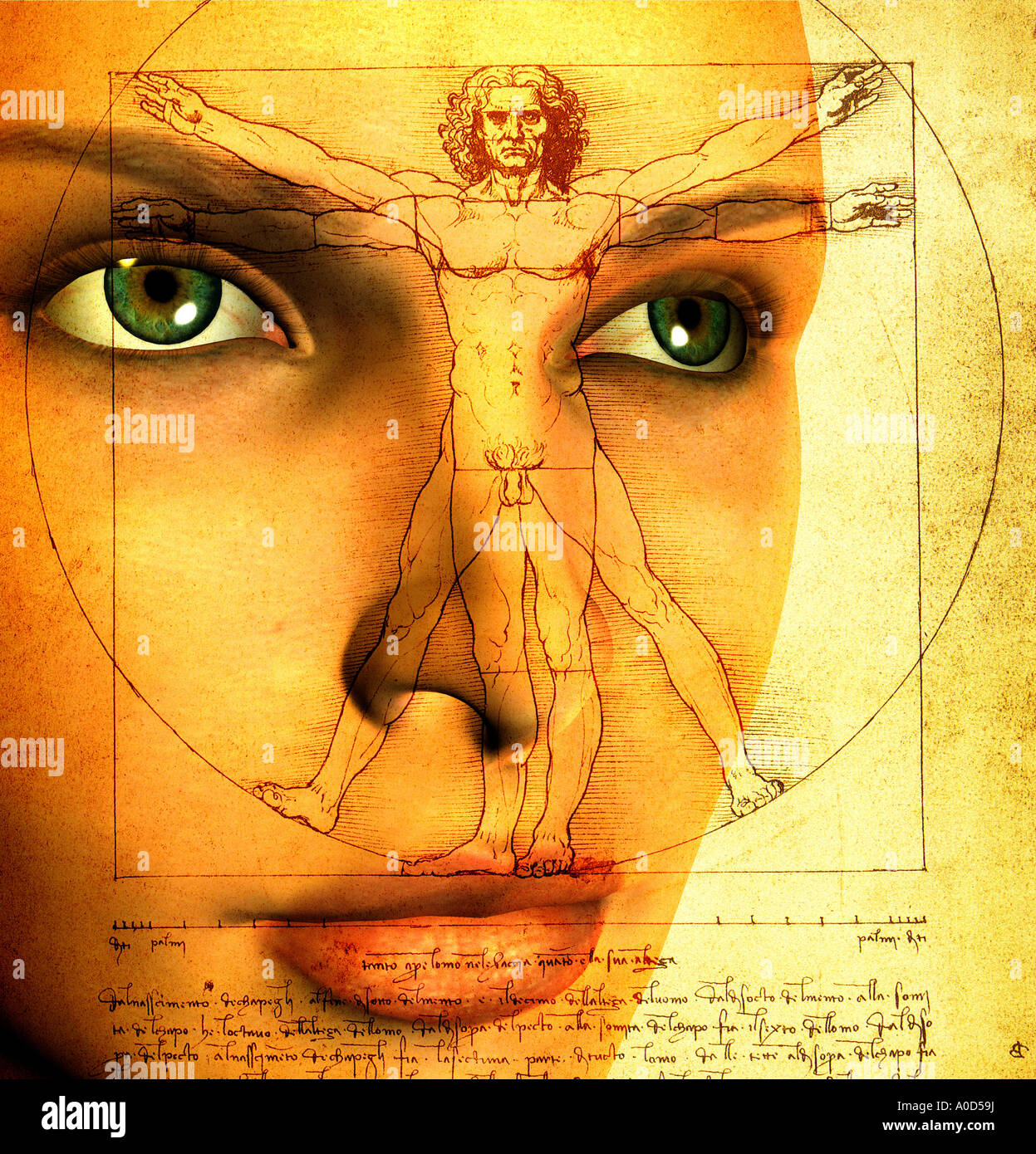 Vitruvian man sketch by Leonardo da Vinci composited on computer generated  female robot face Stock Photo - Alamy