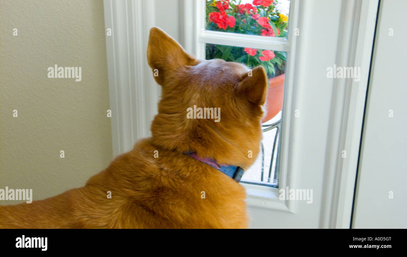 dog waiting at door Stock Photo