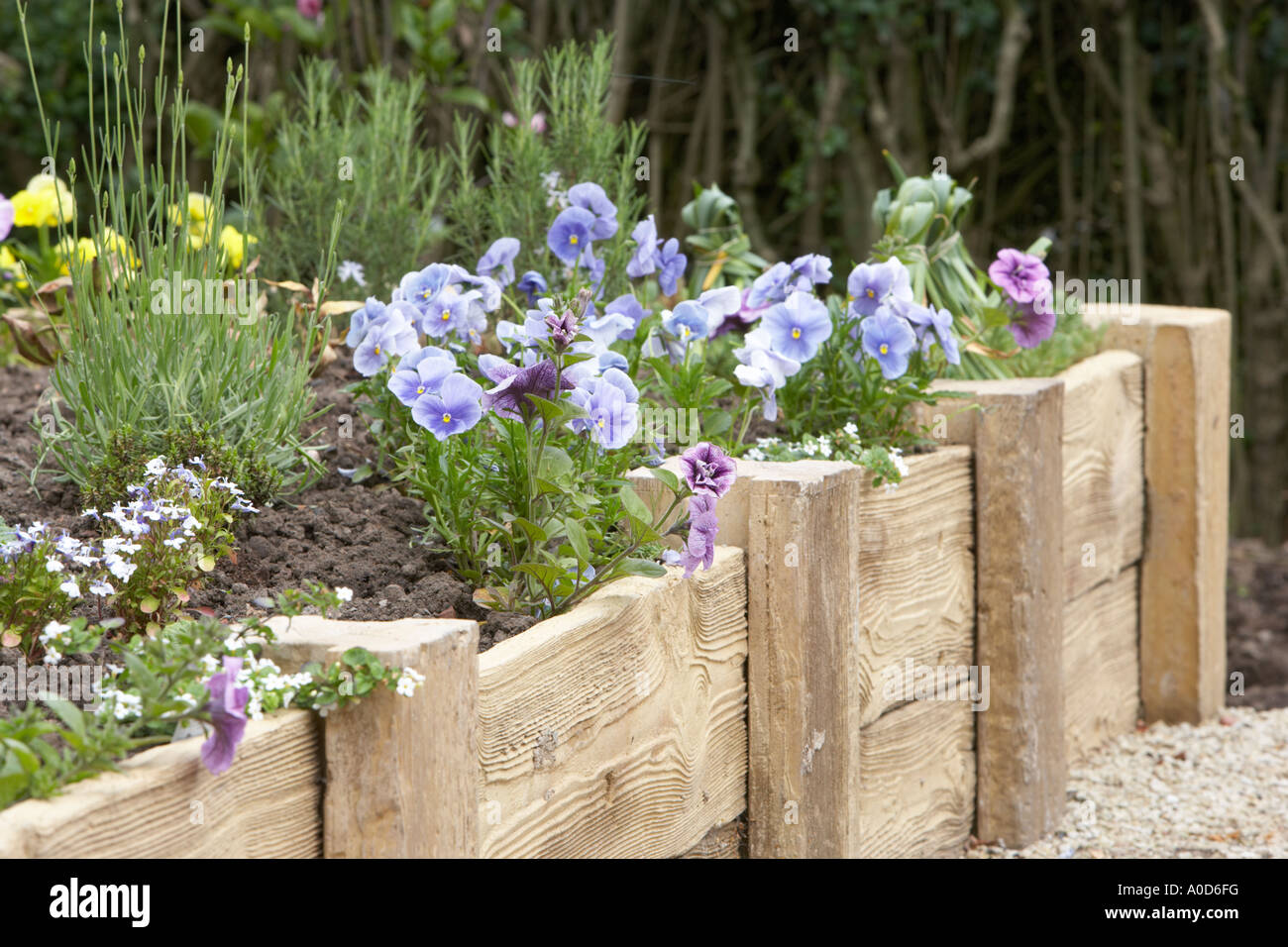 a raised bed in a small public garden with violet and pansies growing Stock Photo