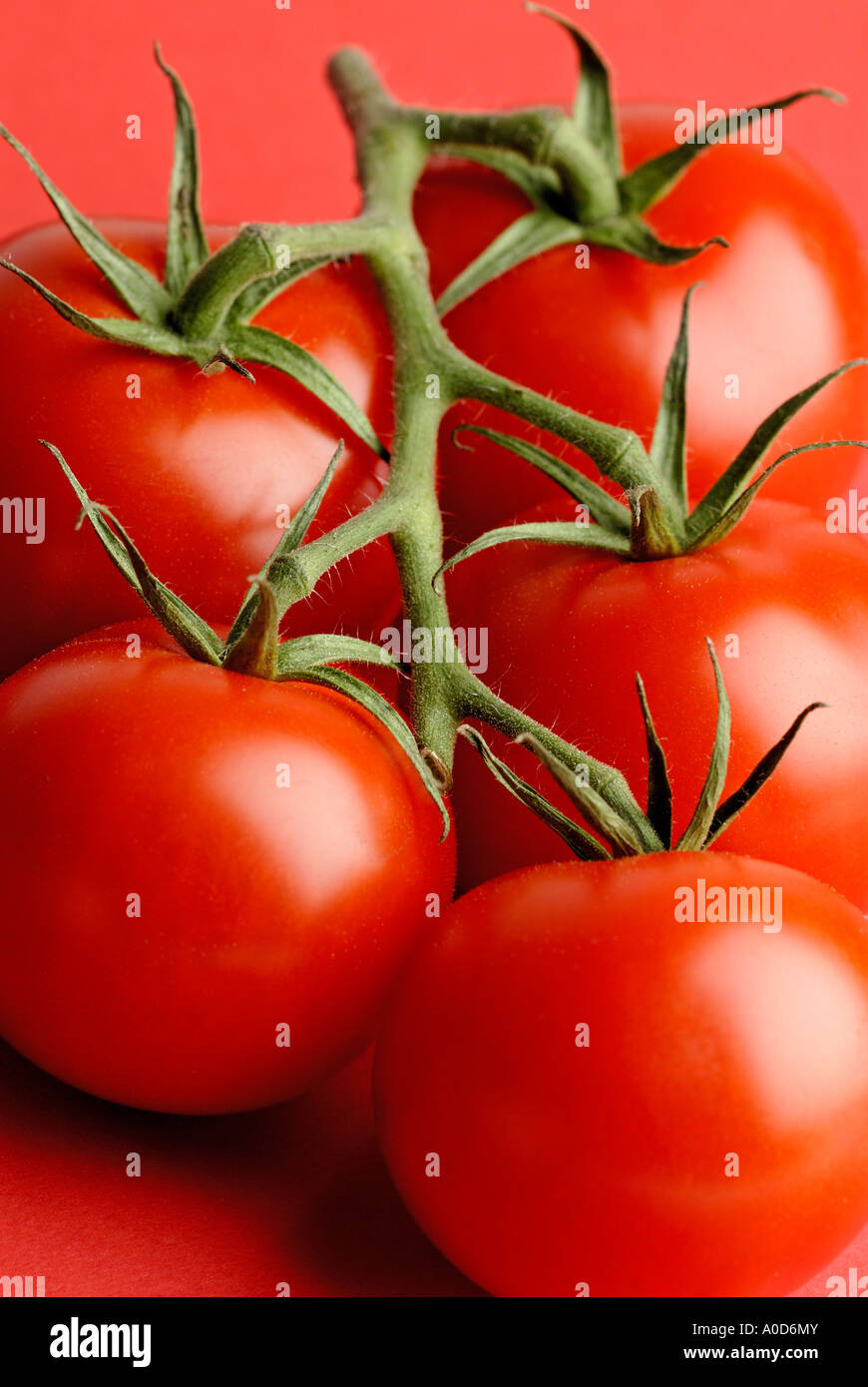 red tomatoes Stock Photo