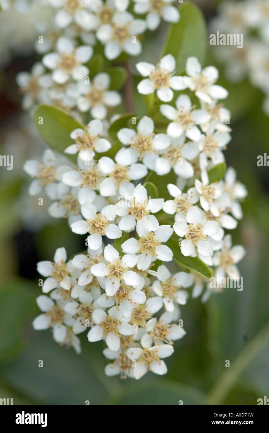 Pyracantha also called Firethorn white flowers in early summer England UK Stock Photo
