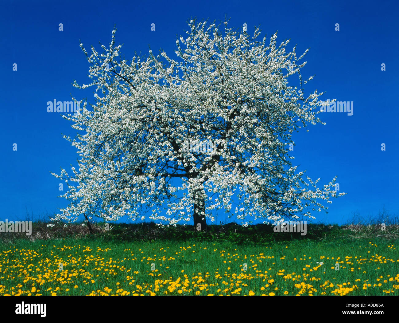 Blooming cherrytree in spring meadow nature Stock Photo