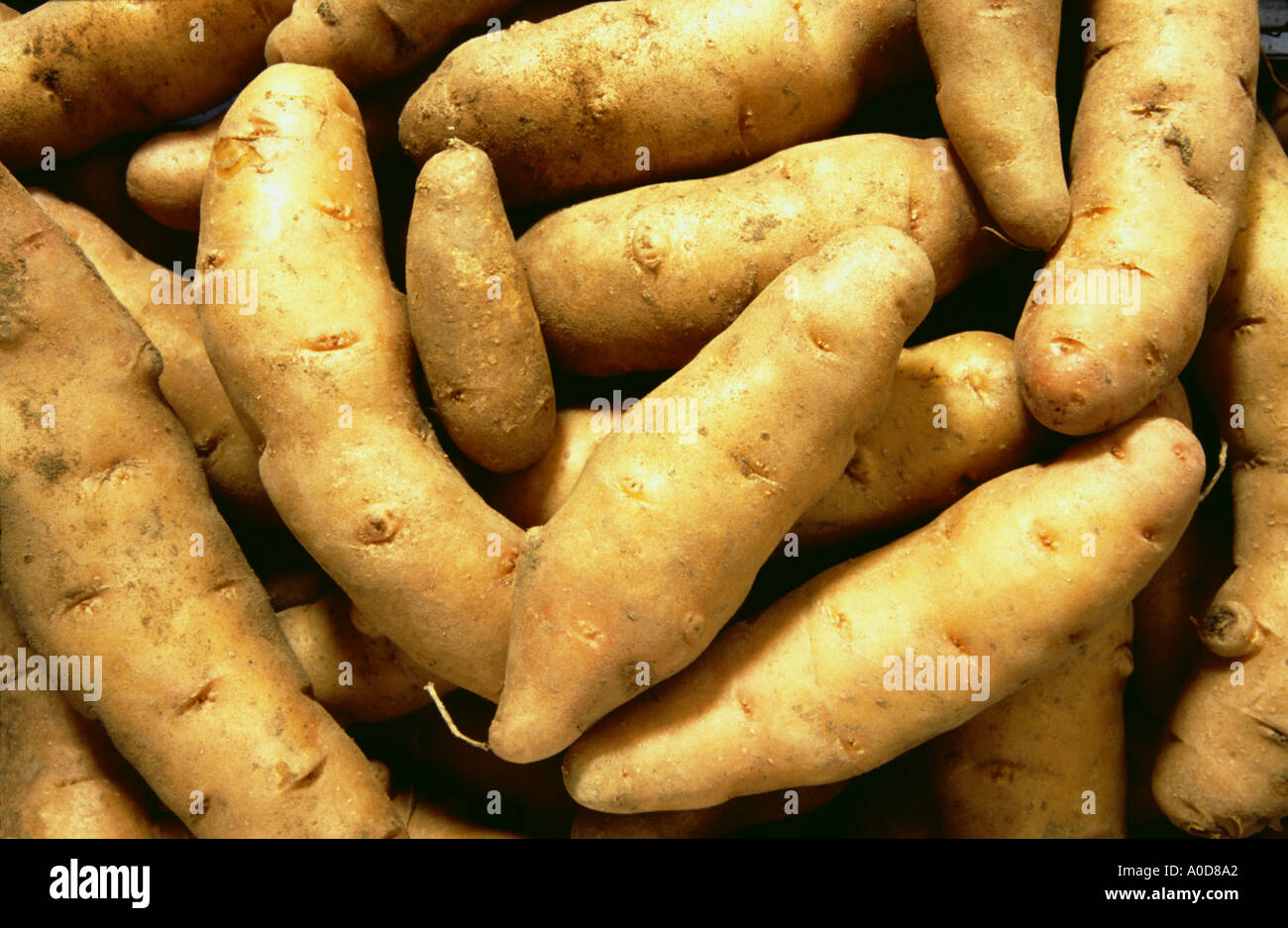 potato potatoes special kind called Bamberger Hoernchen from Germany