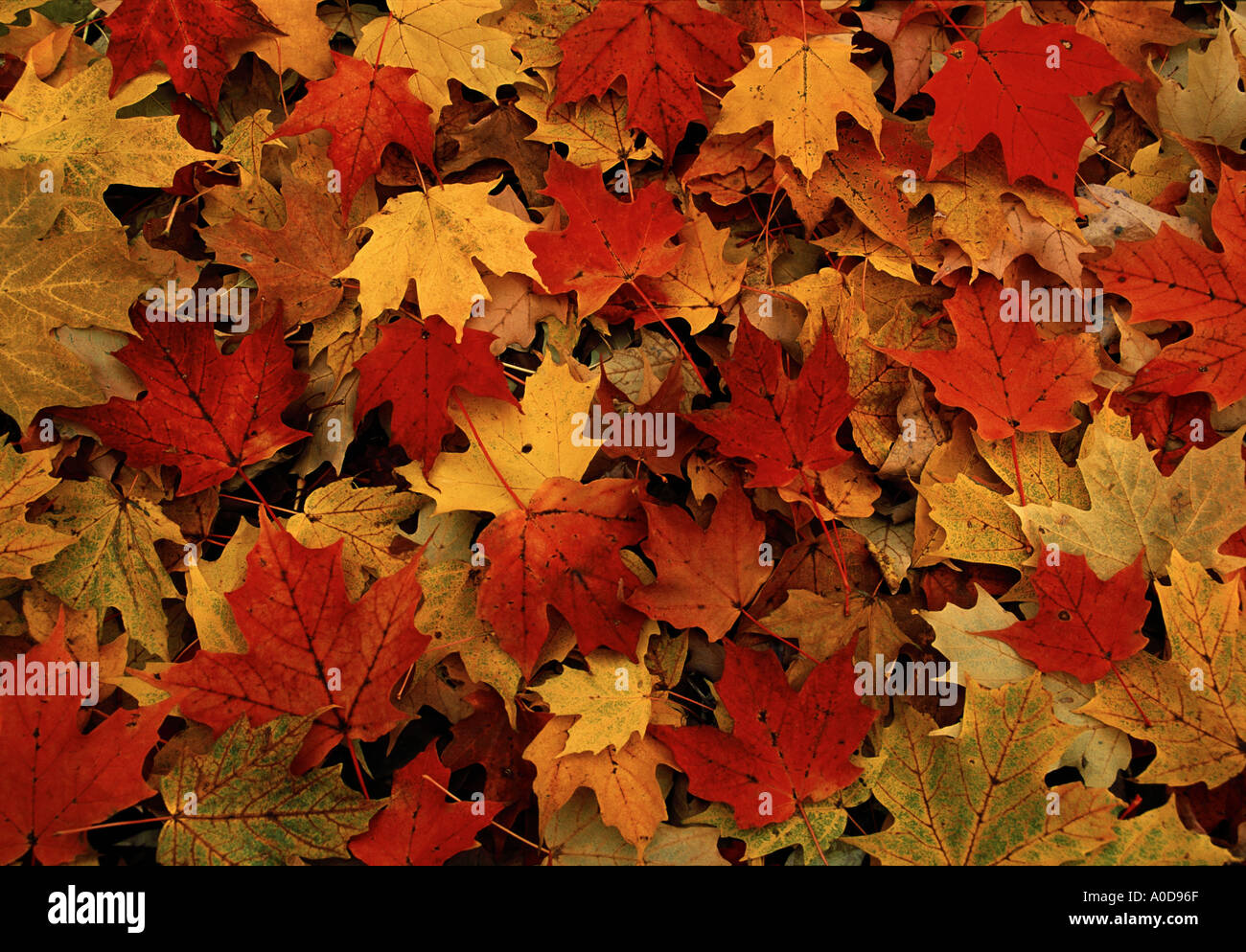 Different autumn leaves multicolored background hi-res stock ...