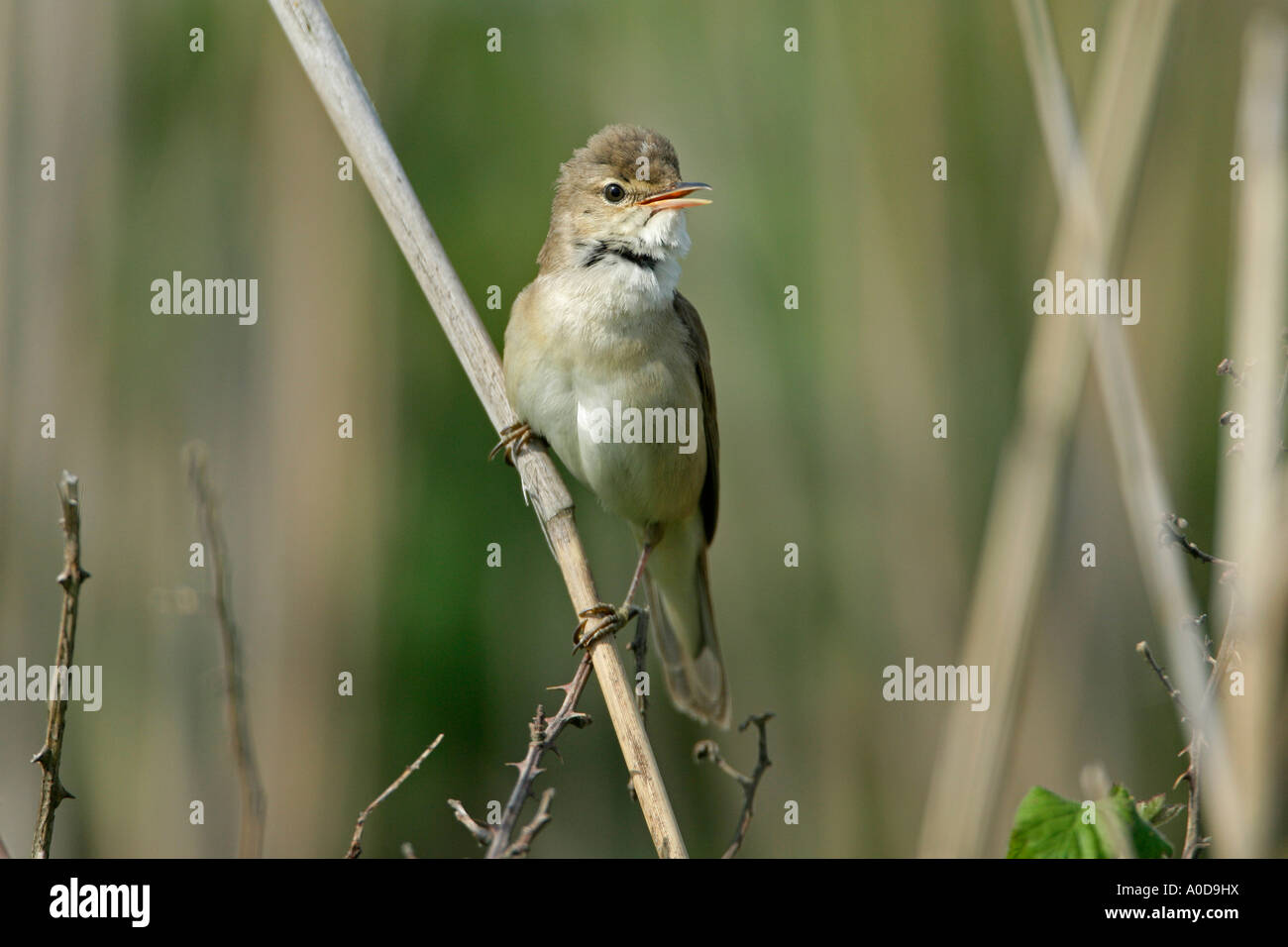REED WARBLER Acrocephalusscirpaceus SINGING PERCHED ON REED STEM CLIFFE MARSHES KENT MAY Stock Photo