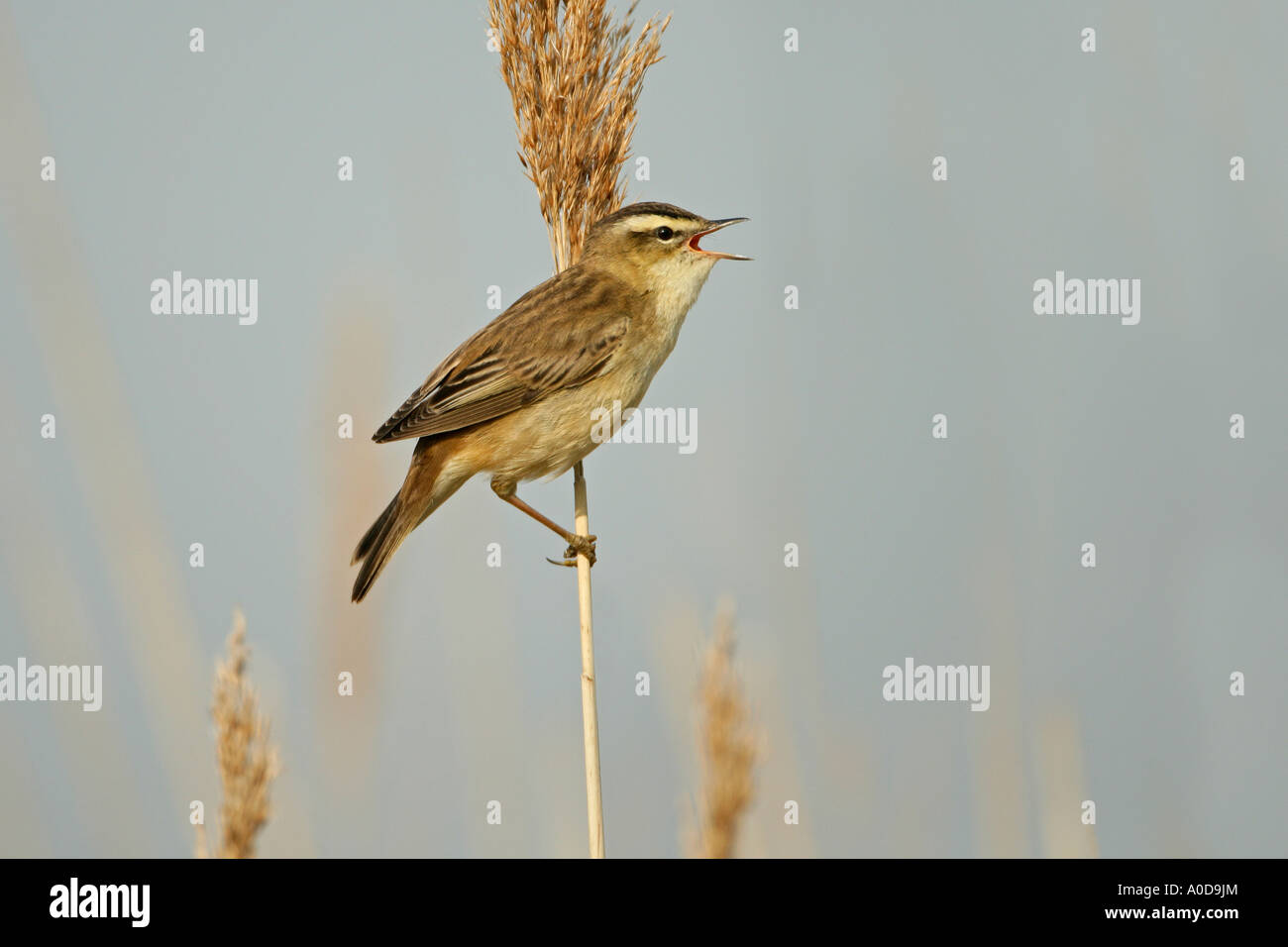 SEDGE WARBLER Acrocephalus schoenobaenus SINGING PERCHED ON REED STEM CLIFFE MARSHES KENT MAY Stock Photo
