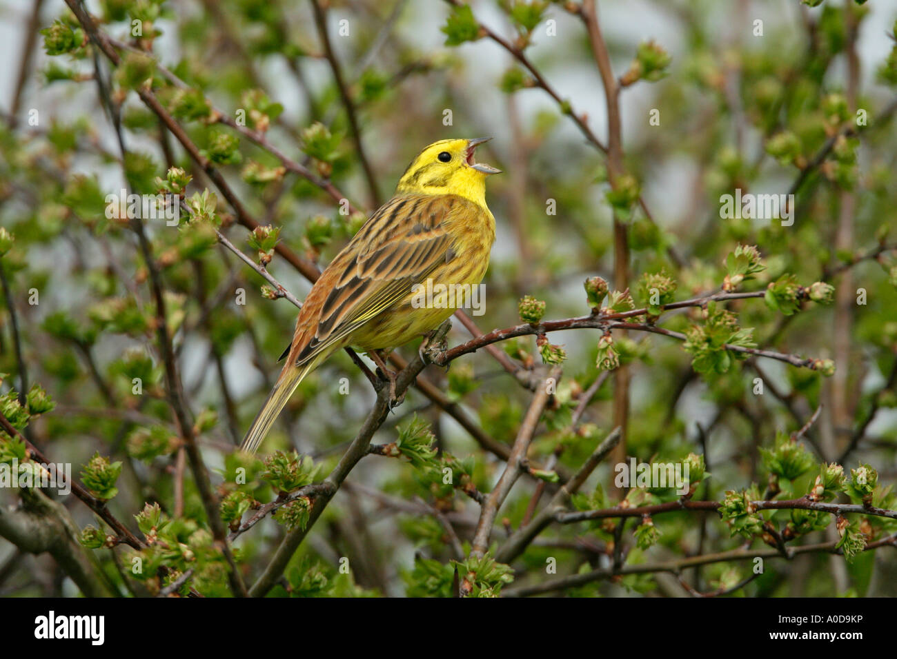 YELLOWHAMMER Emberiza citrinella MALE SINGING IN HAWTHORN HEDGE ESSEX APRIL Stock Photo