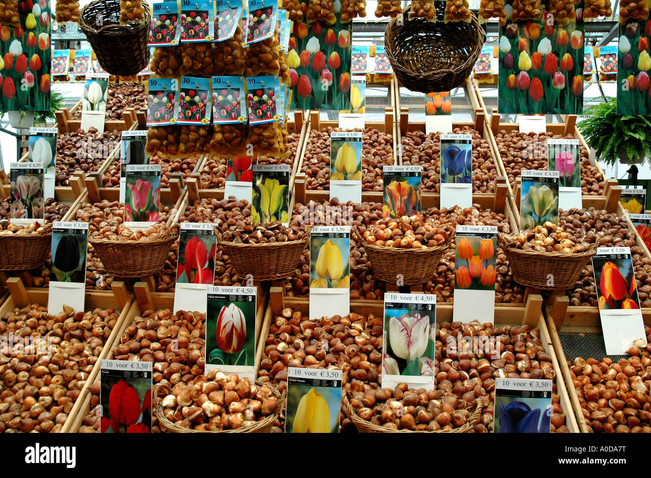 Tulip bulb stall in the floating flower market, Amsterdam Stock Photo
