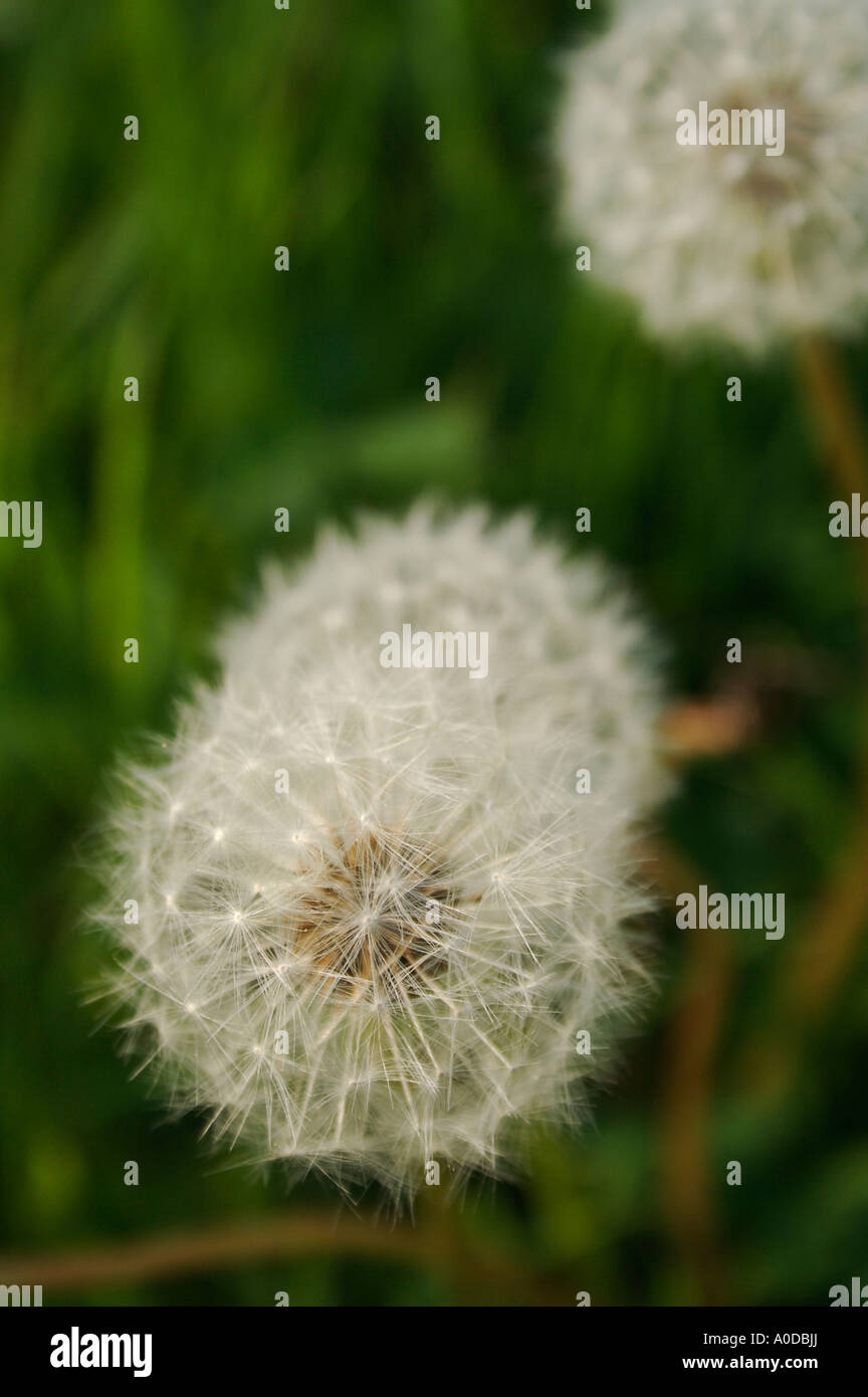 Dandelions spread hires stock photography and images Alamy