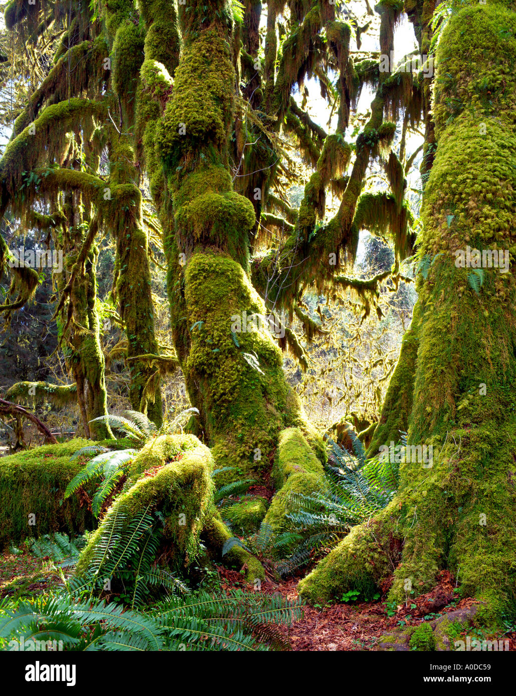 The Hoh Rainforest In Spring Olympic National Park Washington USA Stock 