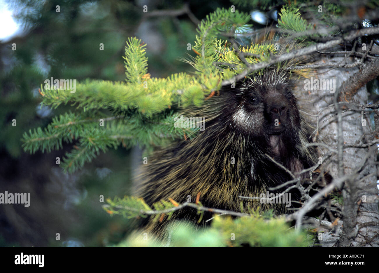 Porcupine Erethizon dorsatum in tree Banff National Park Alberta Canada