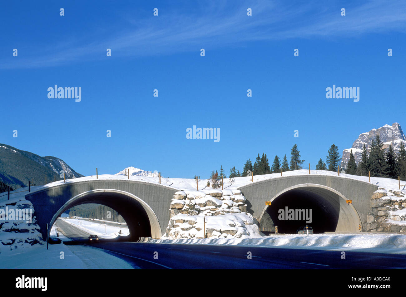 animal overpass animal overpass