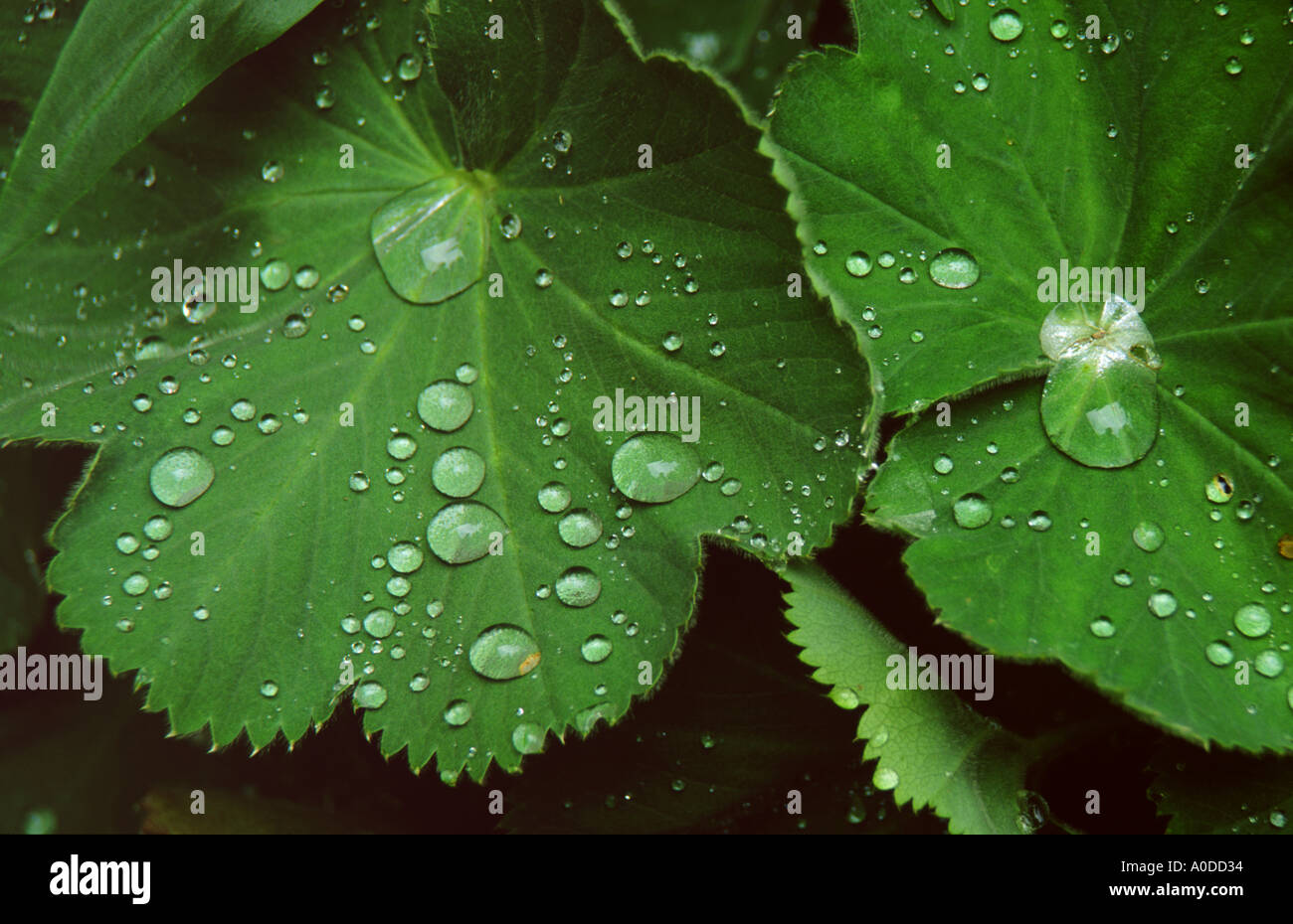 Lady's mantle with water drops Stock Photo