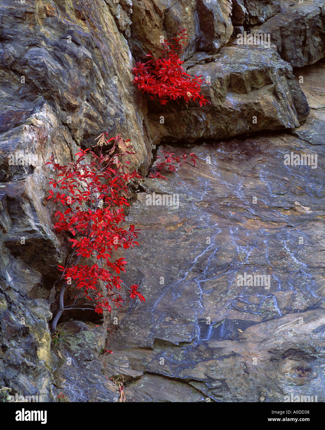 Sumac living in the crevices of a rock cliff in The Great Smoky Mountains National Park Tennessee Stock Photo