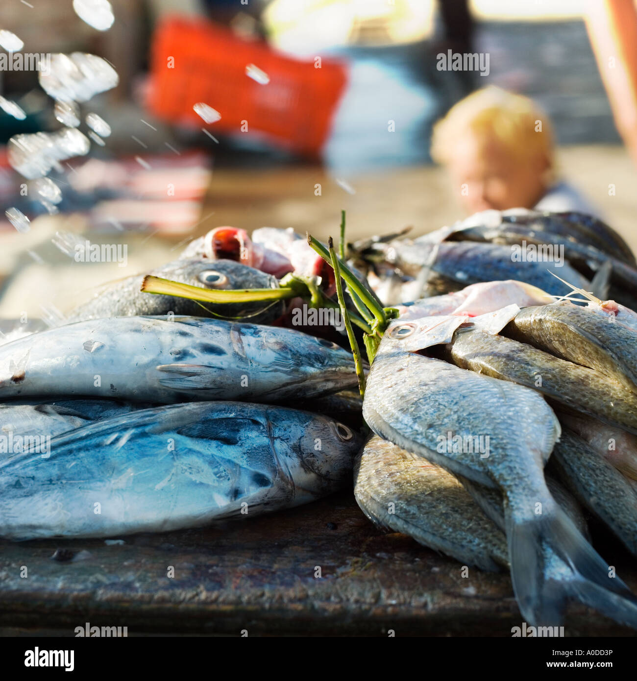 Fresh Fish tied through their gills Stock Photo Alamy