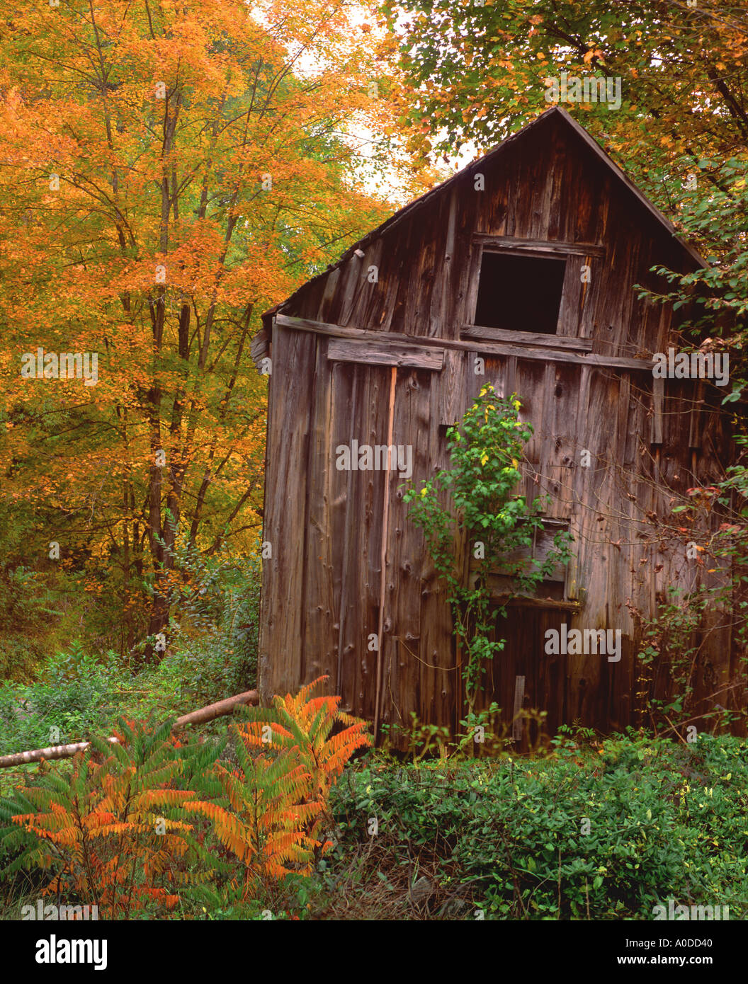 Old barn in autumn color in the North Carolina mountains Stock Photo