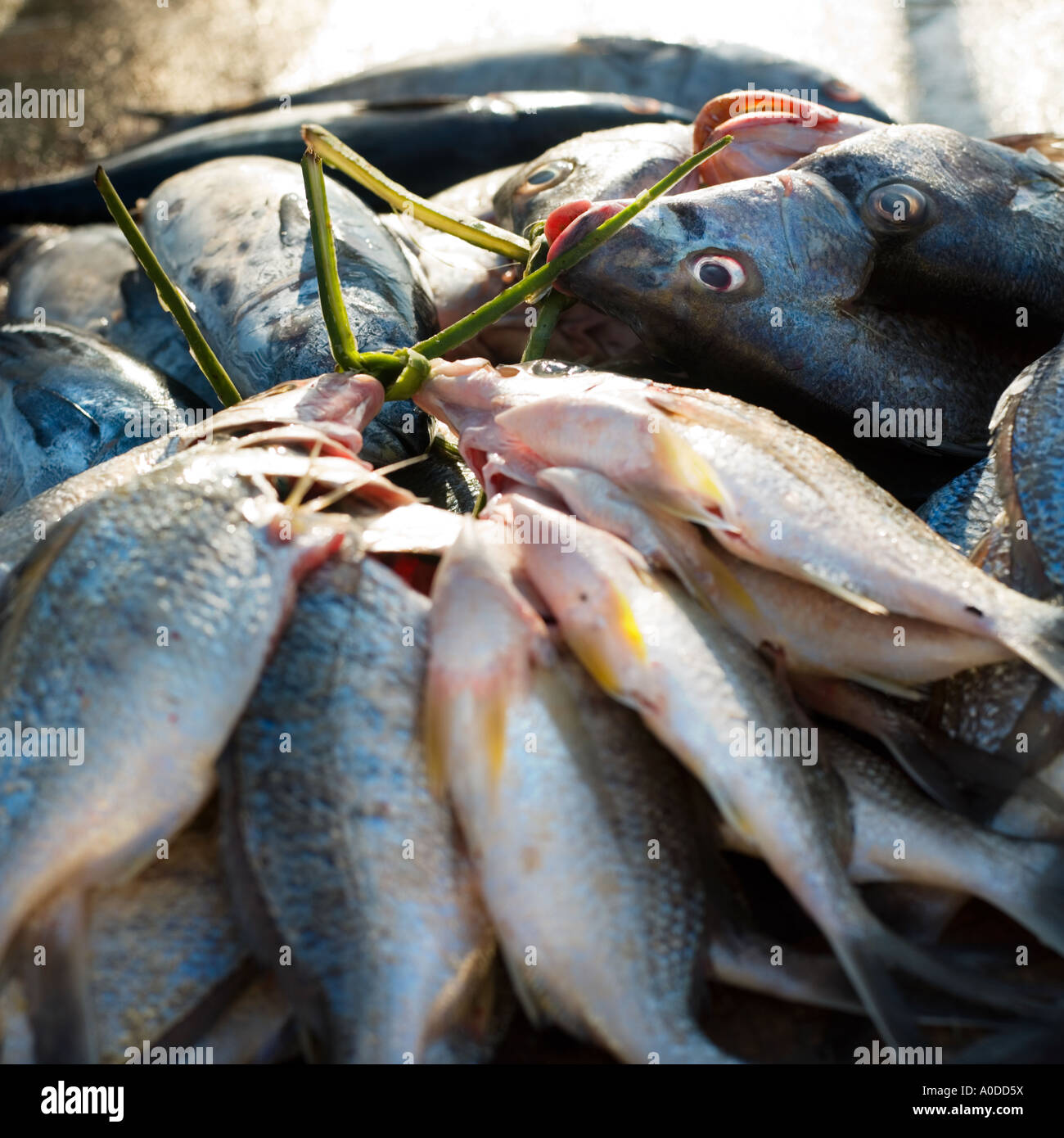 Fresh Fish tied through their gills Stock Photo Alamy