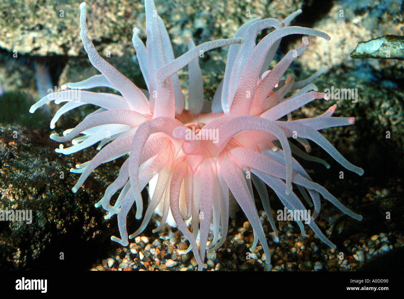 Anemone Flower animal AKTINIE Anemonia Cnidarian Cnidarians poison