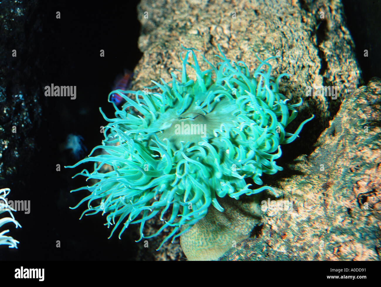 Anemone Flower animal AKTINIE Anemonia Cnidarian Cnidarians poison