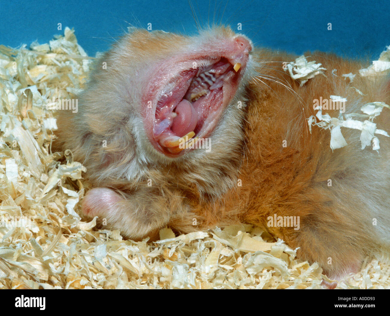 Golden Hamster sleeping yawning yawn Gnawing teeth tooth sleep RODENT blue  background red teddy hamster Domestic animal pet Fur Stock Photo - Alamy