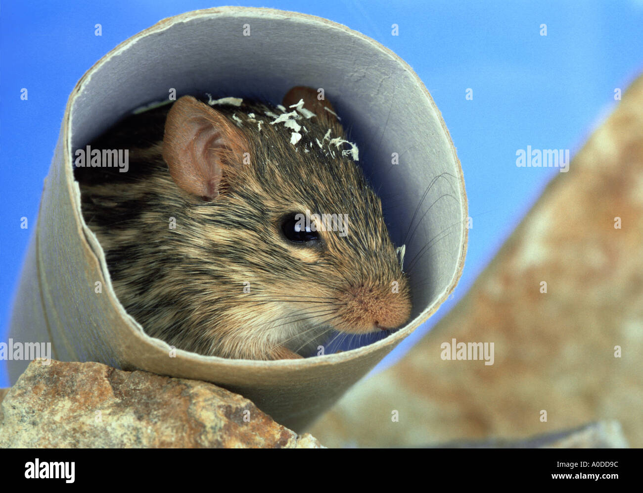 Animalshouse hires stock photography and images Alamy