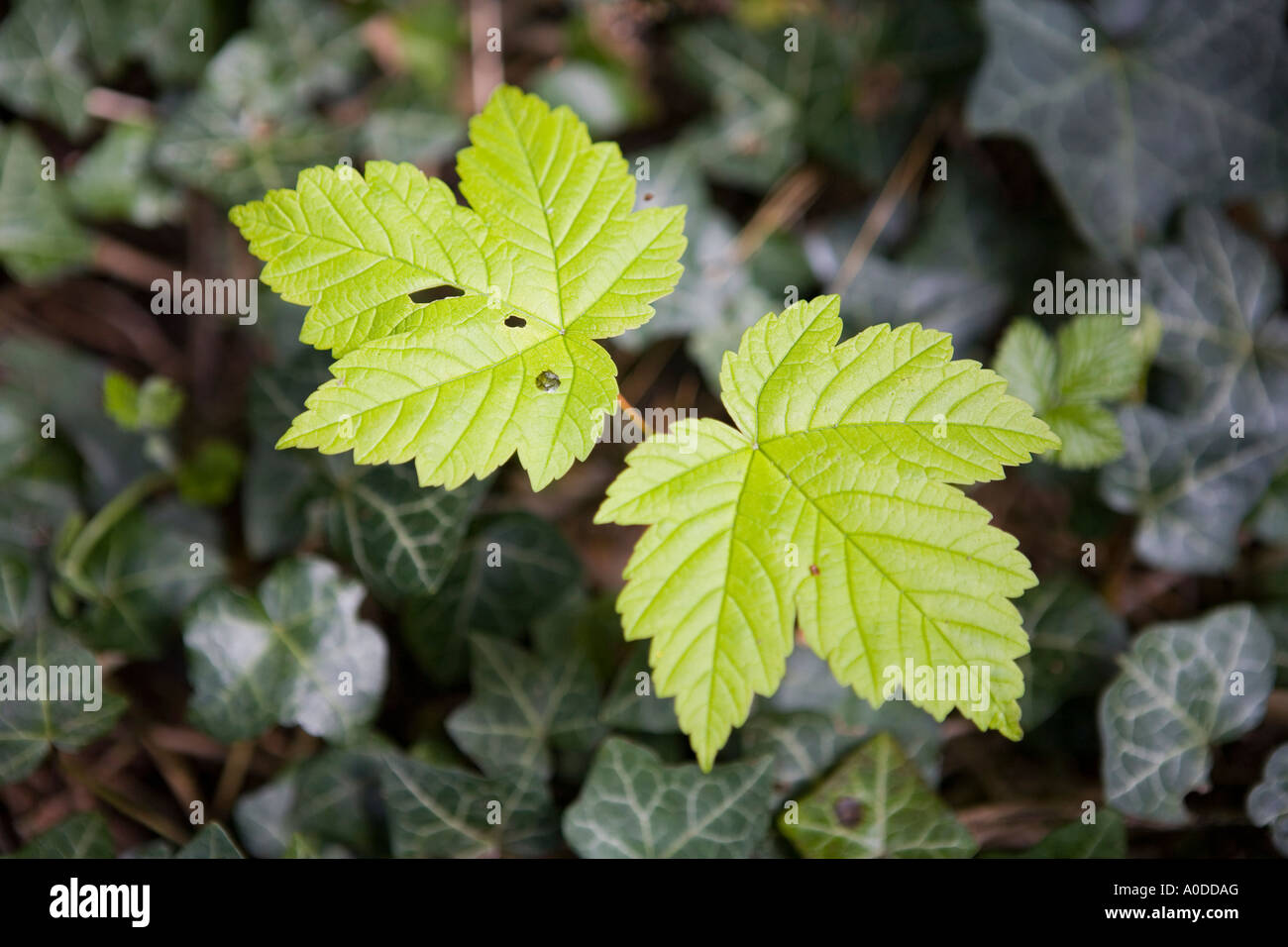 Acer pseudoplatanus seedling with pest damage growing through ivy groundcover Stock Photo