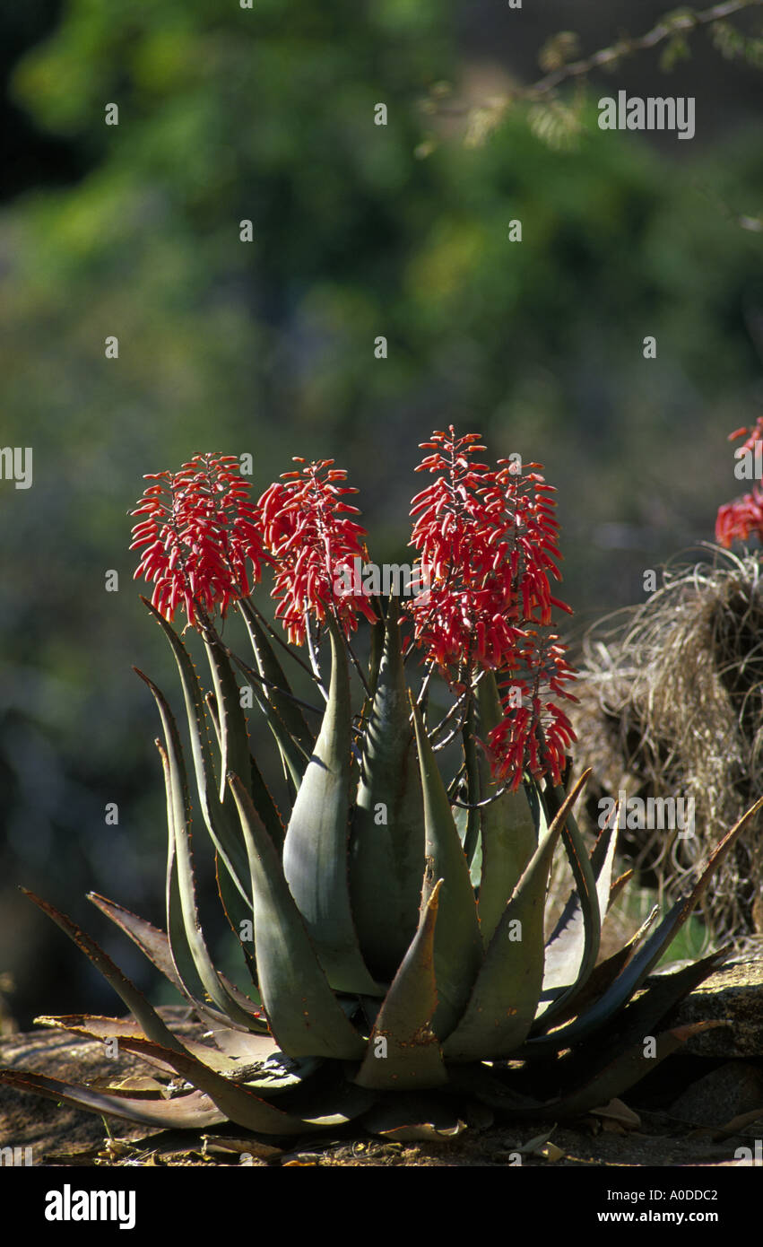 Aloe plant in flower Matopos Hills Zimbabwe Africa Stock Photo