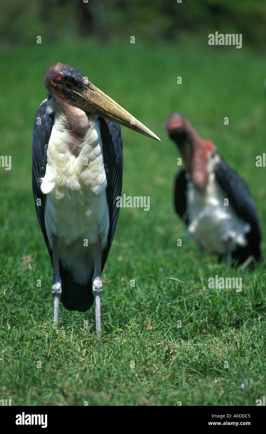 Marabou storks Kenya East Africa Stock Photo - Alamy