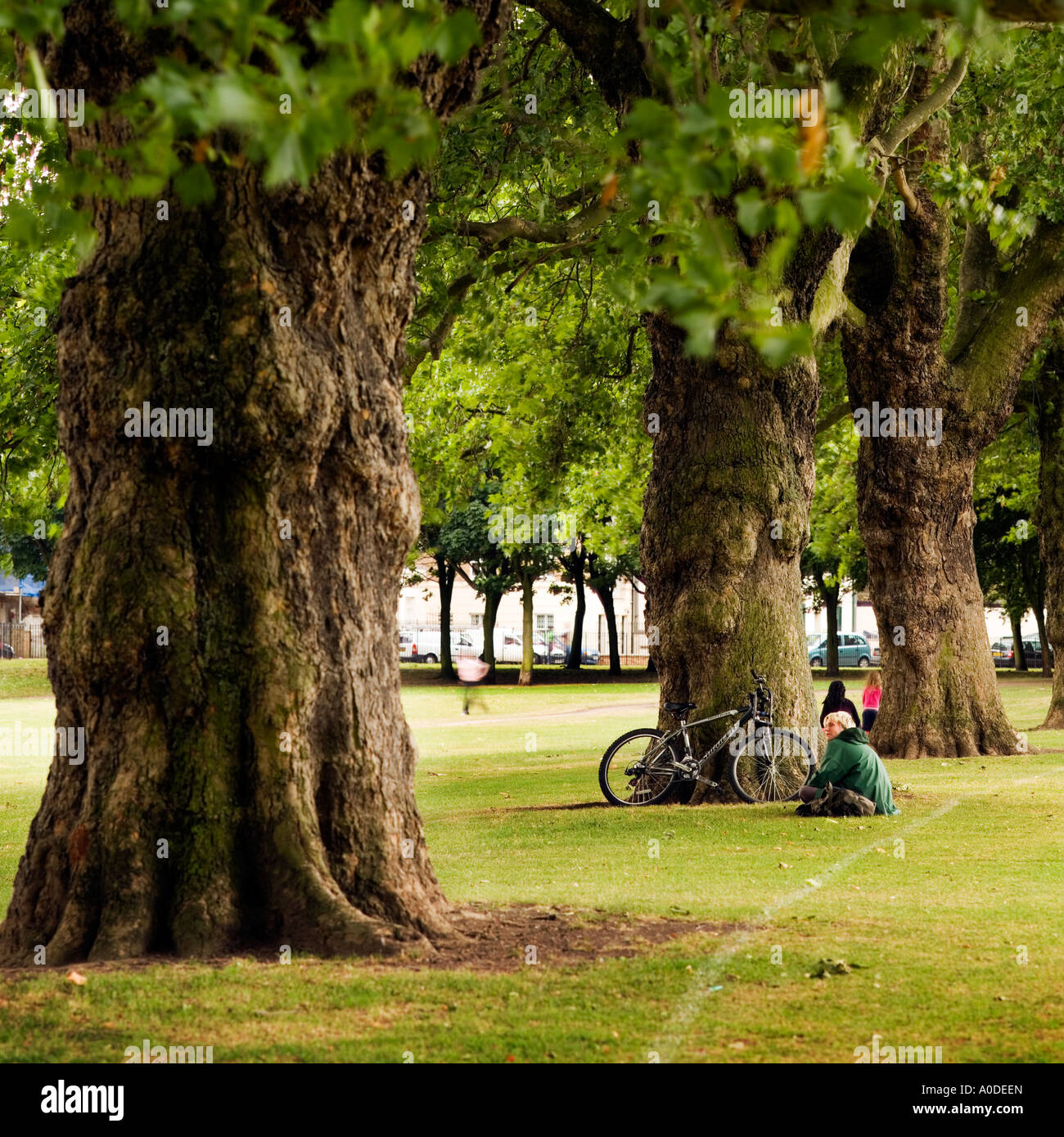 Path of old Plain trees in London Fields Park east London England UK
