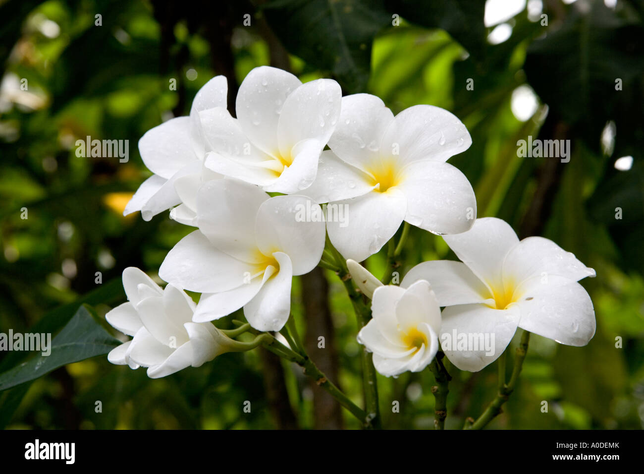 Sun shining on White Plumeria flowers on Tobago Island Caribbean. Stock Photo