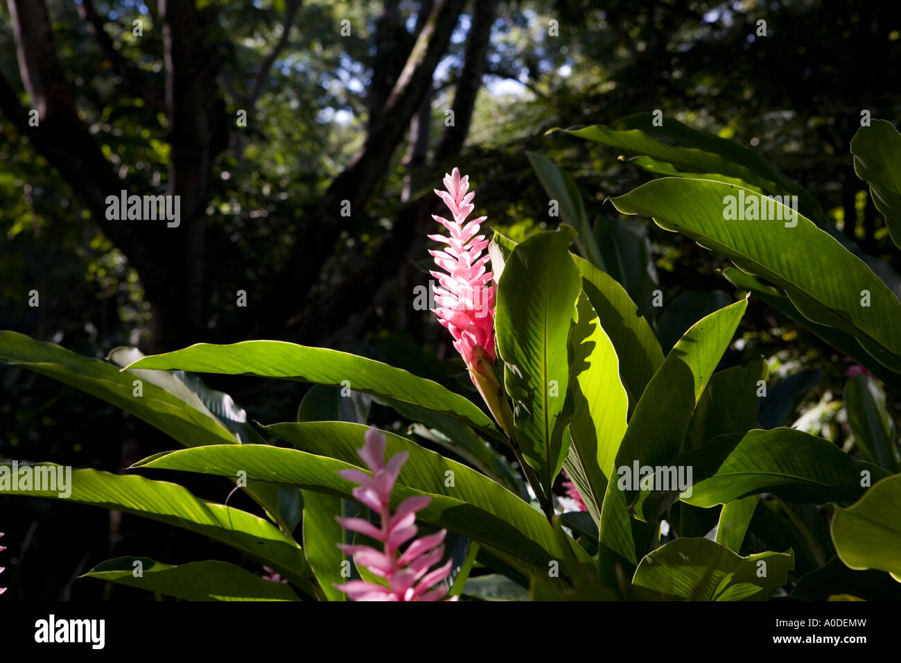 Heliconia flower in rain forest, Island of Tobago, Caribbean Stock Photo