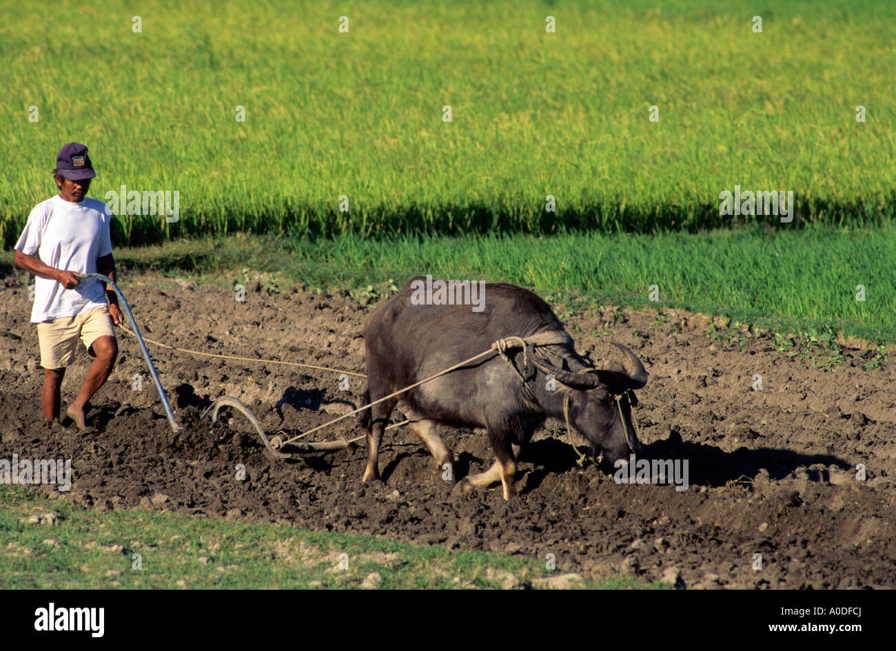 A farmer plowing a rice field with a water buffalo in the Philippines