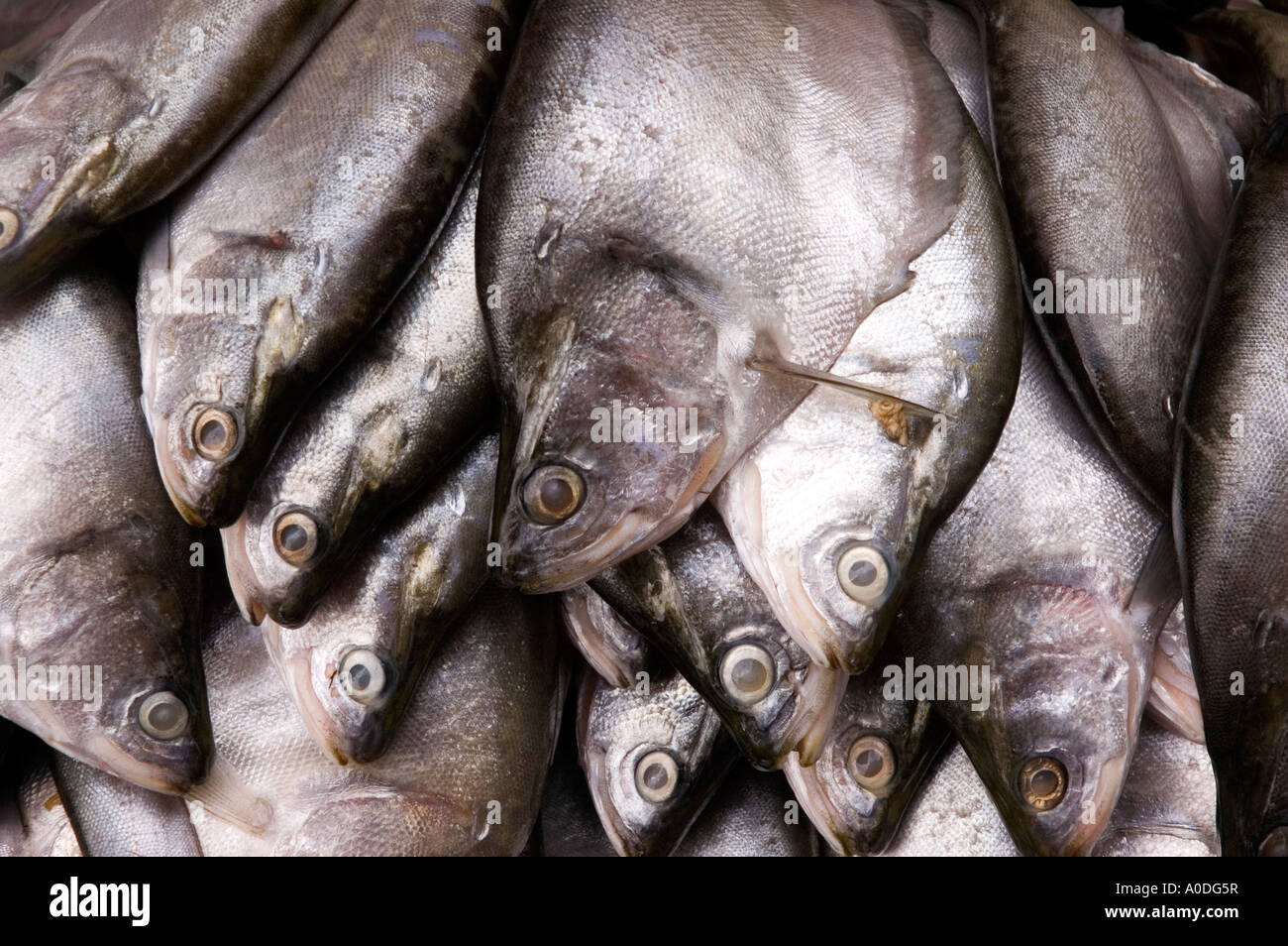 Myanmar fish hi-res stock photography and images - Alamy