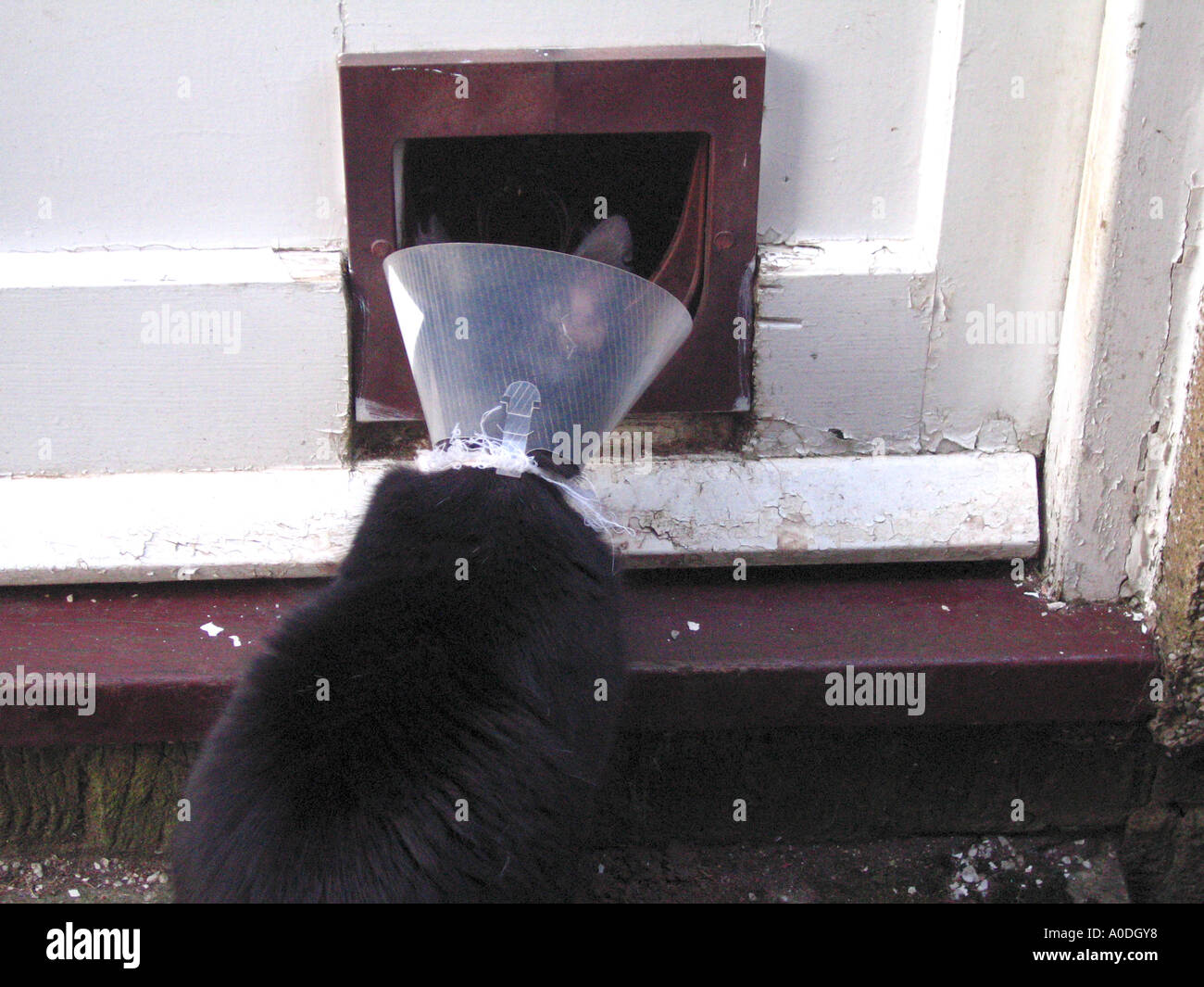 Cat unable to enter cat flap due to protective vet collar Stock Photo