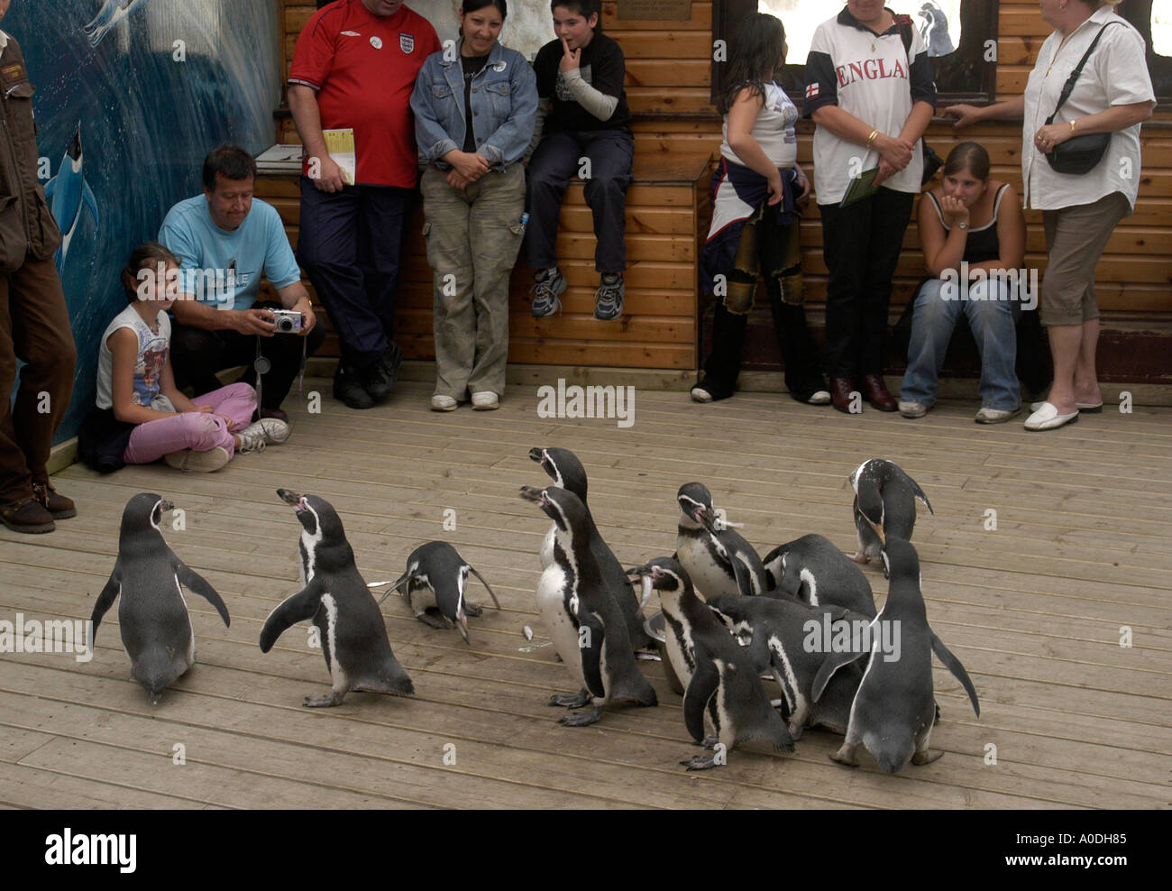 Colchester zoo penguins hi-res stock photography and images - Alamy