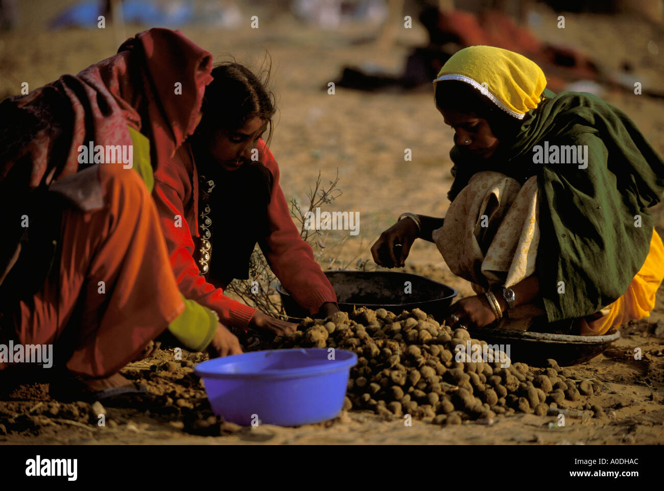 Marwari women collecting camel droppings to fuel fires instead of