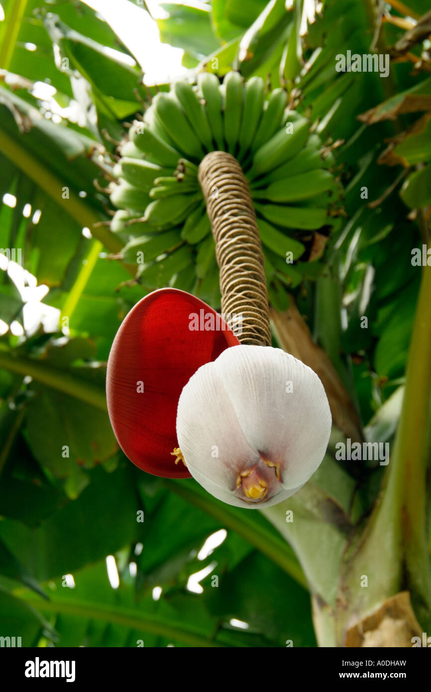 Saba Plantain Musa spp bananas tropical fruit flower and seed pod Stock