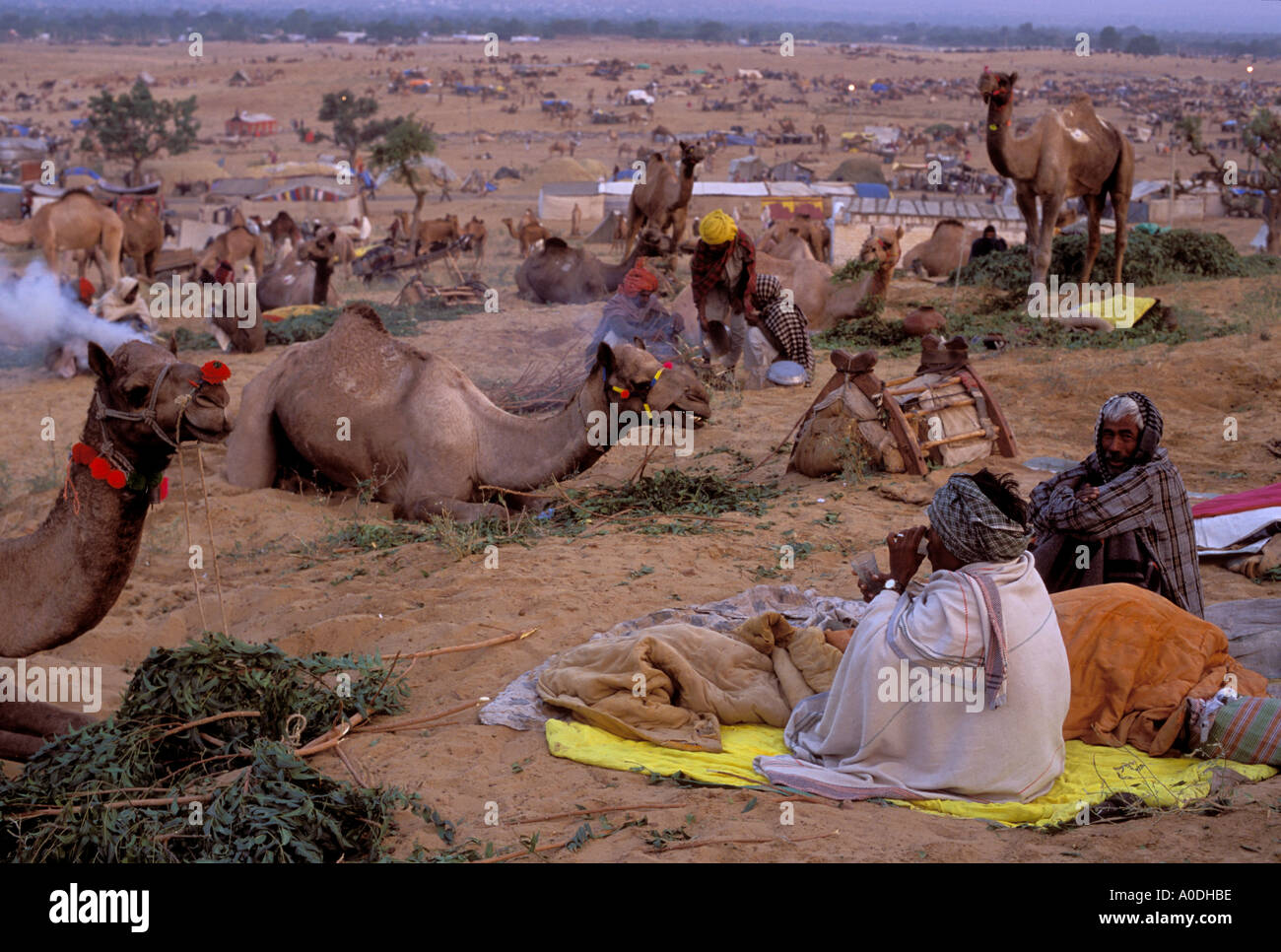 In the early morning marwari warriors still wrapped in wool blankets sip  hot chai tea waiting for a chance to sell their camel Stock Photo - Alamy