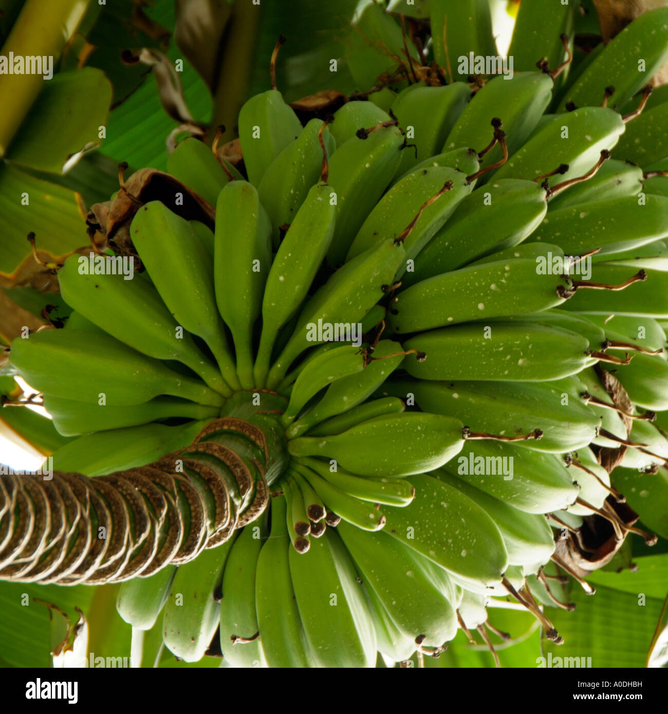 Saba Plantain Musa spp bananas Stock Photo Alamy