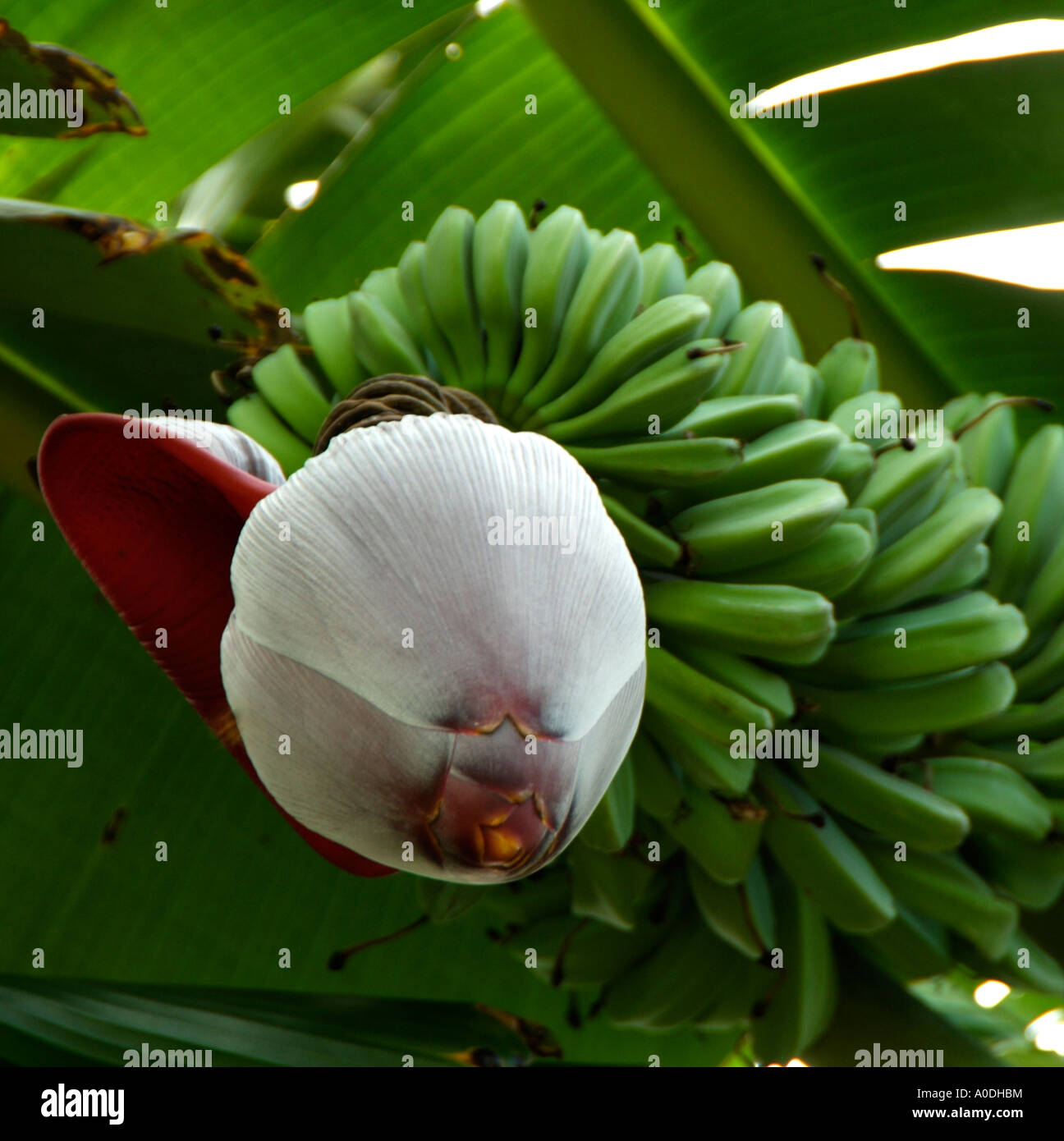 Saba Plantain Musa Spp Bananas Flower And Seed Pod Stock Photo Alamy,Eastlake Furniture For Sale