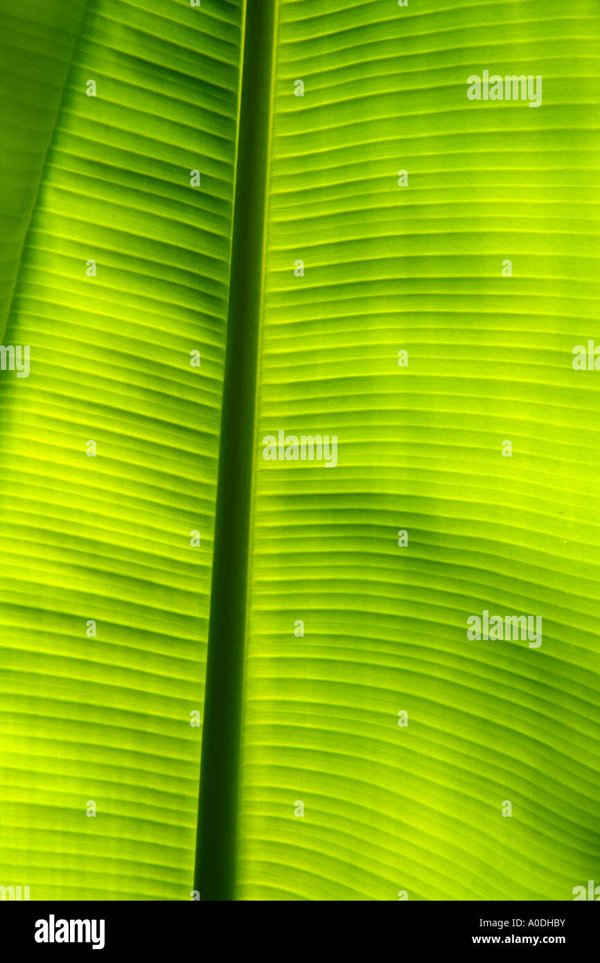 Saba Plantain Musa spp. Banana like Leaf Stock Photo Alamy