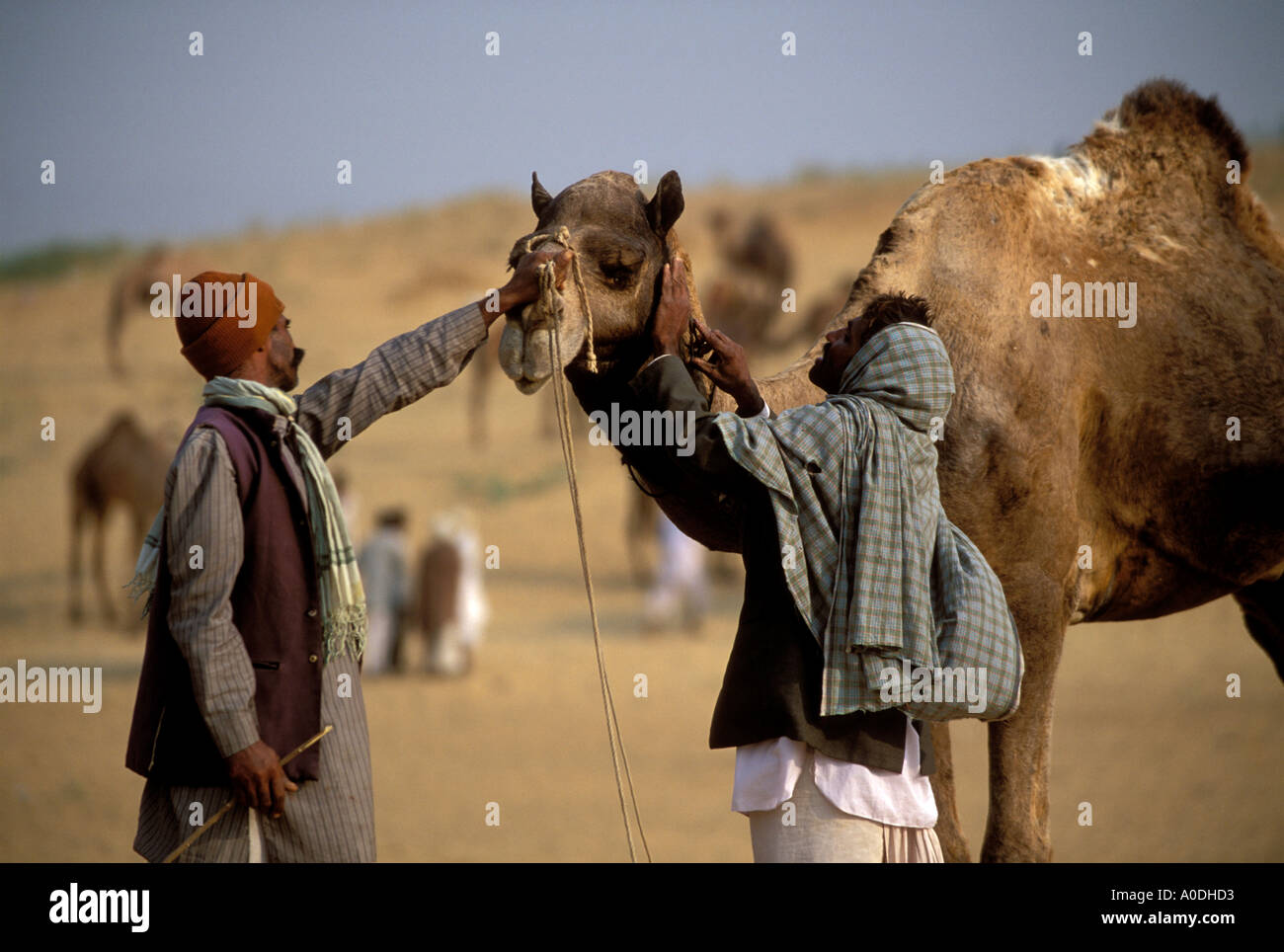 A good camel is the most valuable asset in the Rajasthan desert Marwari  Warriors come to the Pushkar fair to trade India Stock Photo - Alamy