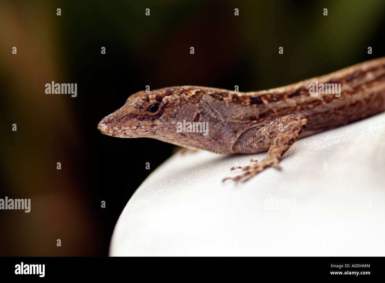 Brown Anole Anolis sagrei A small brown lizard also called the Cuban anole Stock Photo