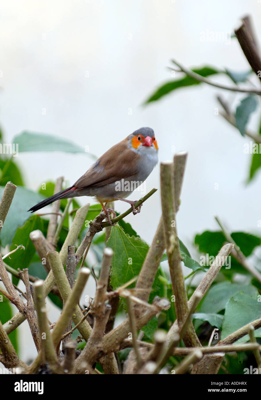 A Portrait Photograph of a Orange Cheeked Waxbill Finch Resting on a Tree Branch Stock Photo
